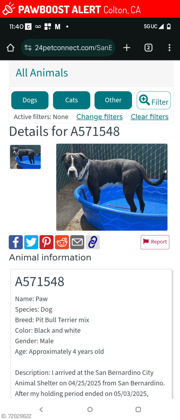 Lost Male Dog last seen Washington St Colton CA , Colton, CA 92324