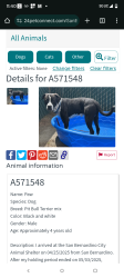 Lost Male Dog last seen Washington St Colton CA , Colton, CA 92324