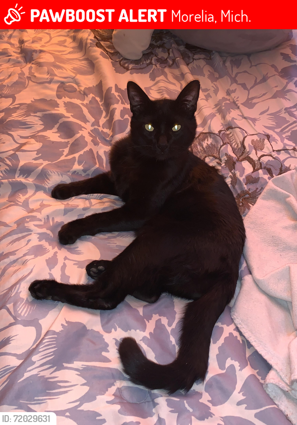 Lost Male Cat last seen Boulevard García de Leon, Morelia, Mich. 58260