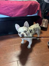 Lost Male Dog last seen Adams street between Trinity and San Pedro , Los Angeles, CA 90011