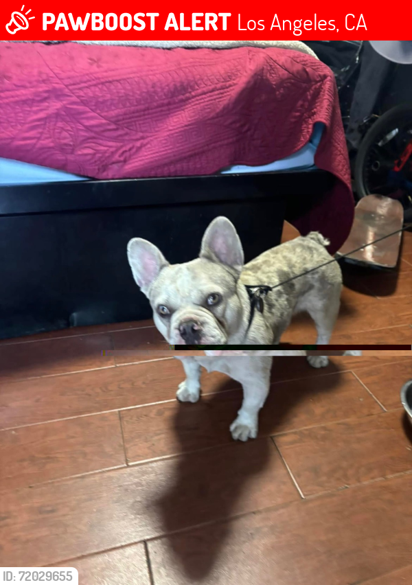 Lost Male Dog last seen Adams street between Trinity and San Pedro , Los Angeles, CA 90011