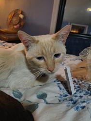 Reunited Male Cat last seen Near Fawcet Ave, Tacoma, WA 98408