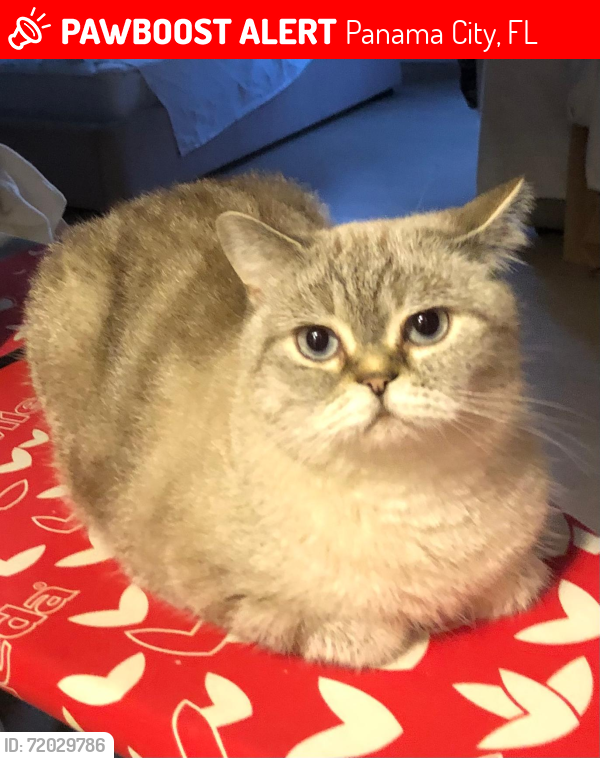 Lost Female Cat last seen Venetian Way, Panama City, FL 32405