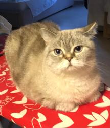 Lost Female Cat last seen Venetian Way, Panama City, FL 32405