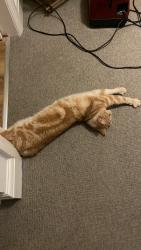 Lost Male Cat last seen Botley road, Oxfordshire, England OX2 0LY