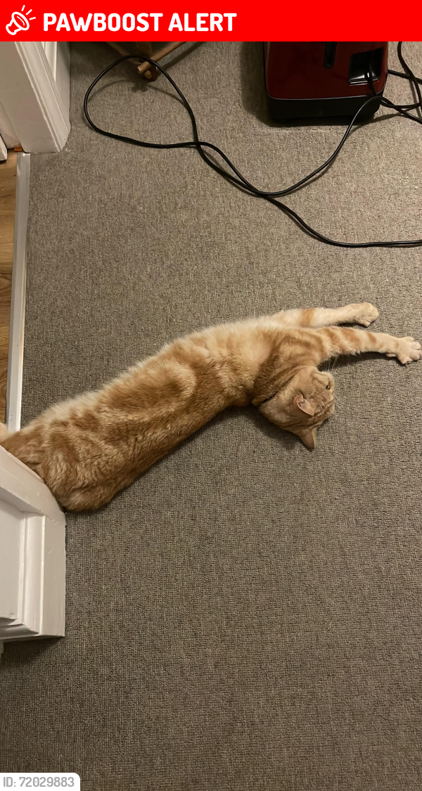 Lost Male Cat last seen Botley road, Oxfordshire, England OX2 0LY