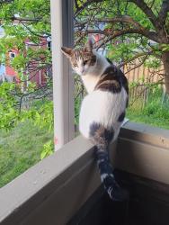 Lost Female Cat last seen Near W 1000 N, Logan, UT 84321