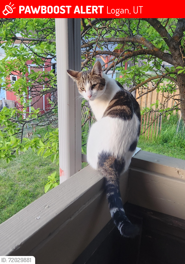 Lost Female Cat last seen Near W 1000 N, Logan, UT 84321