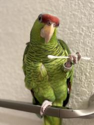 Lost Female Bird last seen Green Valley Rd, Cibolo, TX 78108