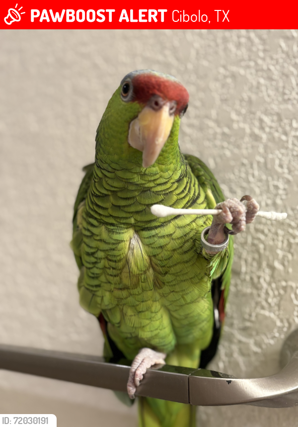 Lost Female Bird last seen Green Valley Rd, Cibolo, TX 78108