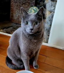 Lost Male Cat last seen Graves Avenue, Guilford,CT, Guilford, CT 06437