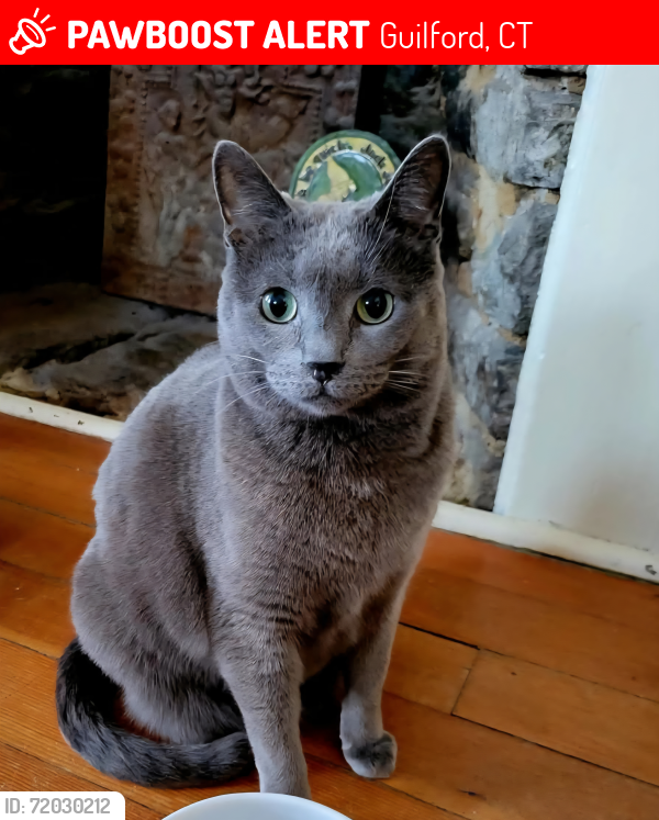 Lost Male Cat last seen Graves Avenue, Guilford,CT, Guilford, CT 06437