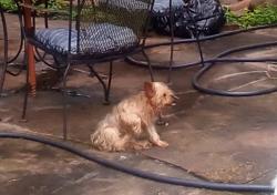Lost Male Dog last seen CR 304 & Evergreen Forest Lane possibly to include street behind me on Ridge Road., Navasota, TX 77868