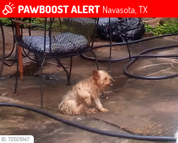 Lost Male Dog last seen CR 304 & Evergreen Forest Lane possibly to include street behind me on Ridge Road., Navasota, TX 77868