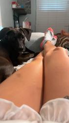 Lost Female Dog last seen Near street , North Miami Beach, FL 33162