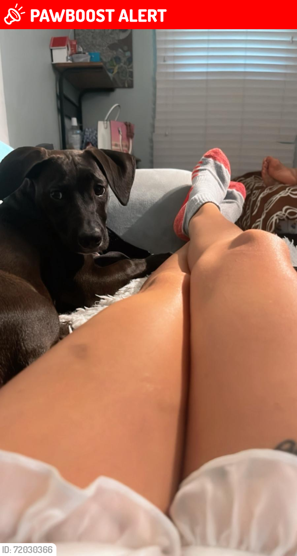 Lost Female Dog last seen Near street , North Miami Beach, FL 33162
