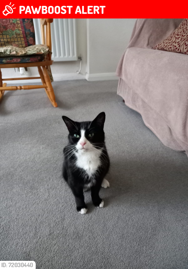 Lost Male Cat last seen Westpole avenue, Greater London, England 