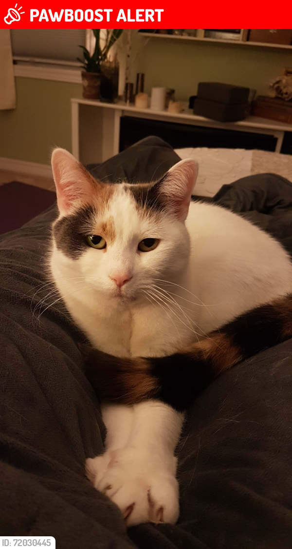 Lost Female Cat last seen Glen Erin Drive, Mississauga, ON L5L 2K8