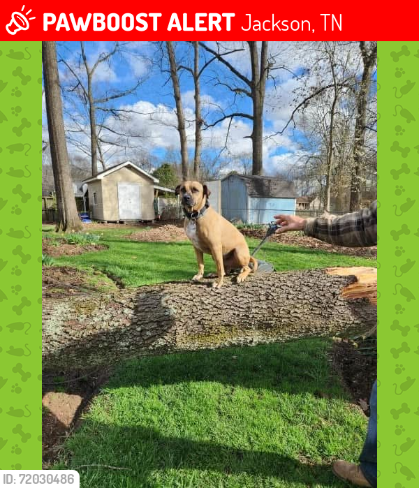 Lost Male Dog last seen Harpeth Dr, Jackson, TN 38305