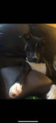 Lost Male Dog last seen Privateer Blvd, Barataria, LA 70036