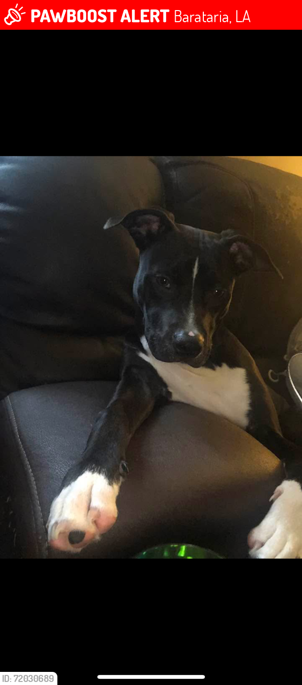 Lost Male Dog last seen Privateer Blvd, Barataria, LA 70036