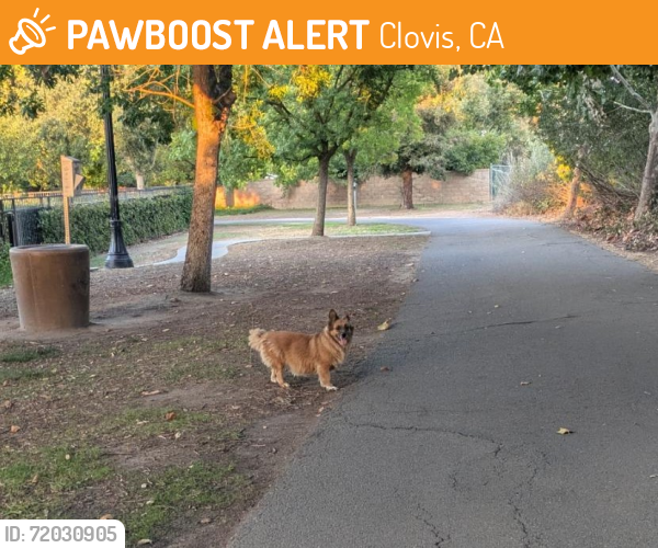 Found/Stray Female Dog last seen On Dry Creek Trail near Russel Ave, with Marion Ave on the other side of the c., Clovis, CA 93611
