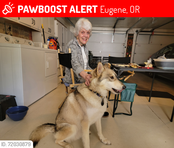 Lost Male Dog last seen Bertleson west 11th, Eugene, OR 97402