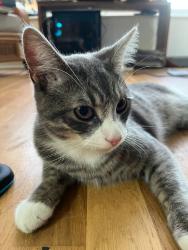 Lost Male Cat last seen Lichfield Road and Hill Hook, Birmingham, England B74 4EG