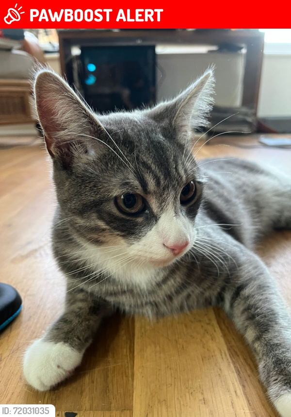 Lost Male Cat last seen Lichfield Road and Hill Hook, Birmingham, England B74 4EG