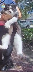 Lost Male Cat last seen South Shore, League City, TX 77573