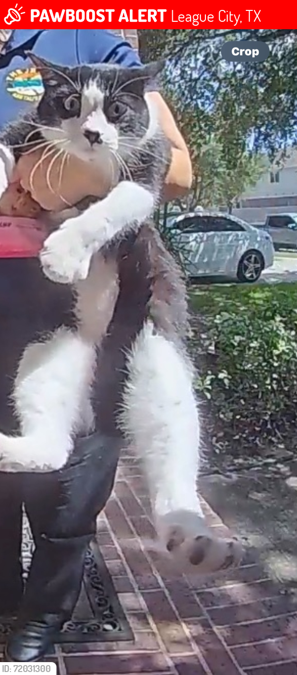 Lost Male Cat last seen South Shore, League City, TX 77573