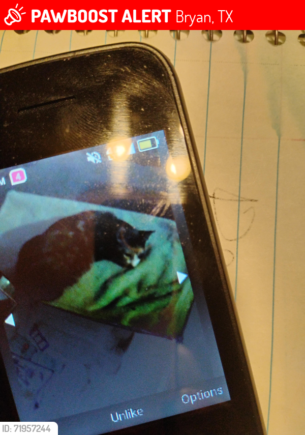Lost Female Cat last seen Wilde oak cir.by the pet place that boards animals in bryan, Bryan, TX 77802
