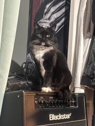Lost Female Cat last seen Near Timber Ridge Dr, Sanford NC 27332, Sanford, NC 27332
