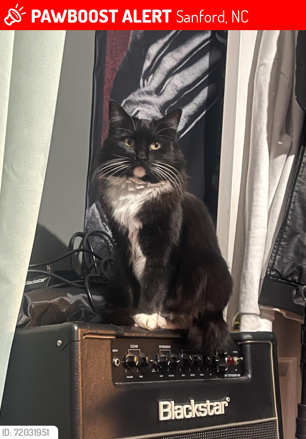 Lost Female Cat last seen Near Timber Ridge Dr, Sanford NC 27332, Sanford, NC 27332