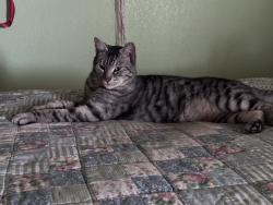 Lost Male Cat last seen Karcher and orchard , Caldwell, ID 83607