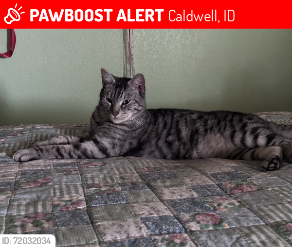 Lost Male Cat last seen Karcher and orchard , Caldwell, ID 83607