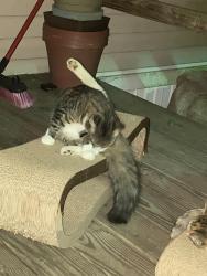 Lost Female Cat last seen 1/2 mile past the Summit , Daviess County, KY 42355