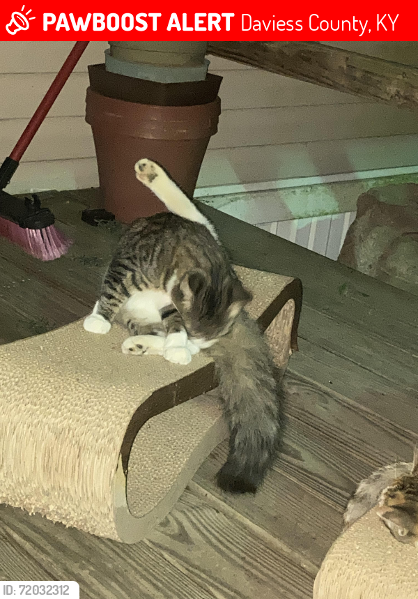 Lost Female Cat last seen 1/2 mile past the Summit , Daviess County, KY 42355