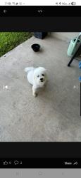 Reunited Male Dog last seen Tidwell Lakes, Houston, TX 77044