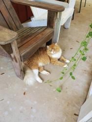 Lost Male Cat last seen Davis Dr, John Sims Pkwy, 1st St and Eglin Golf Course, Niceville, FL 32578
