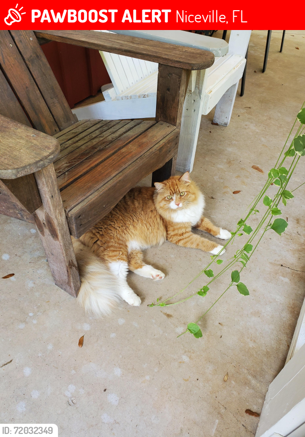 Lost Male Cat last seen Davis Dr, John Sims Pkwy, 1st St and Eglin Golf Course, Niceville, FL 32578