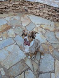 Reunited Female Dog last seen Near 990 Bernita Rd, El Cajon, CA 92020