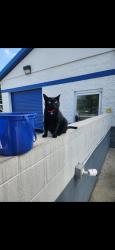 Lost Female Cat last seen Zaxbys, Vulcan tire , Birmingham, AL 35235