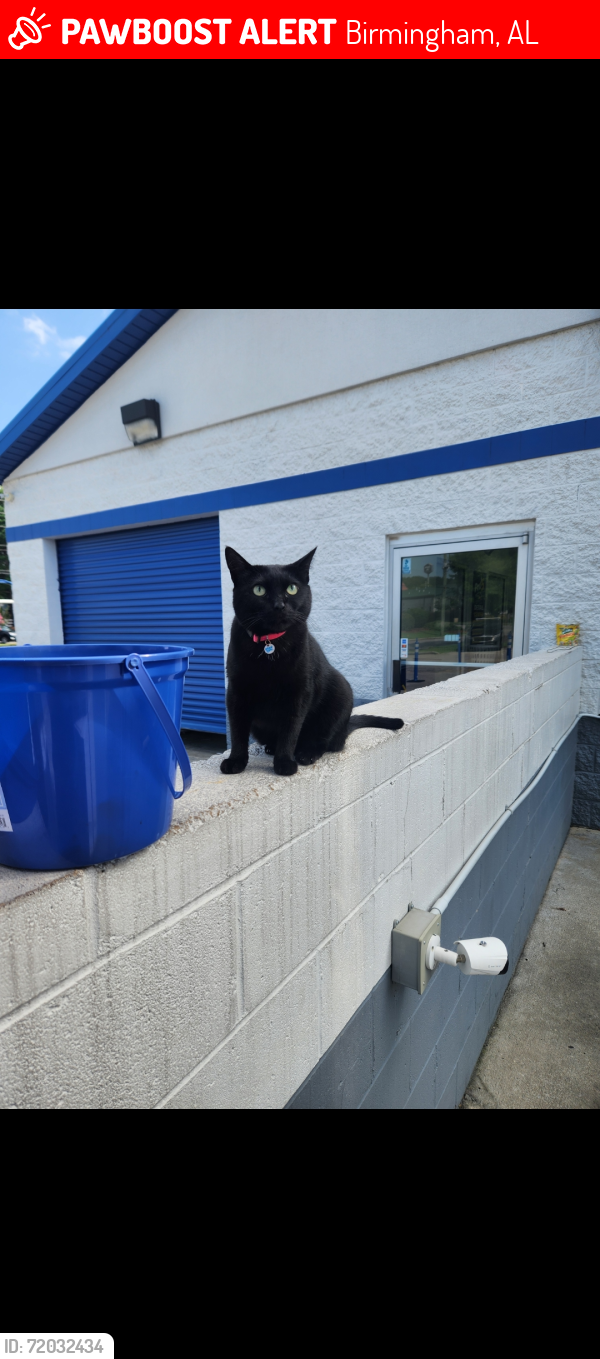 Lost Female Cat last seen Zaxbys, Vulcan tire , Birmingham, AL 35235