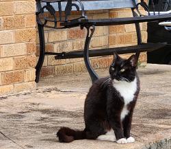 Lost Male Cat last seen S chilton Ave and Dobbs Tyler Tx, Tyler, TX 75701