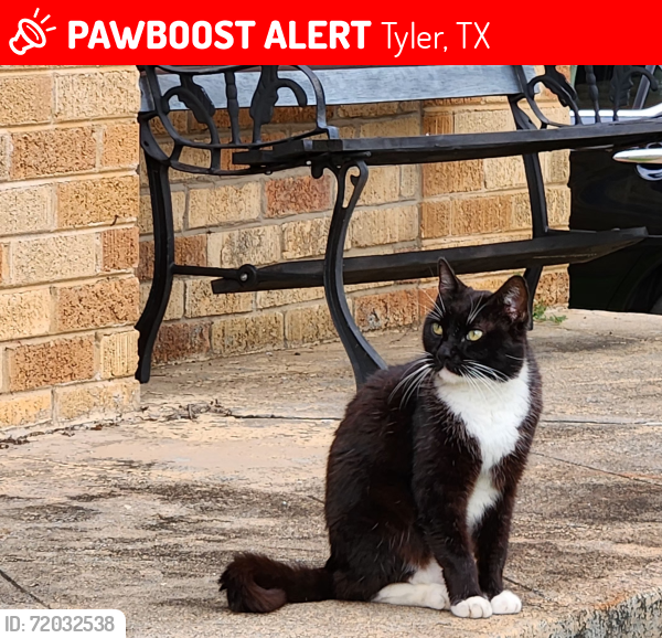 Lost Male Cat last seen S chilton Ave and Dobbs Tyler Tx, Tyler, TX 75701