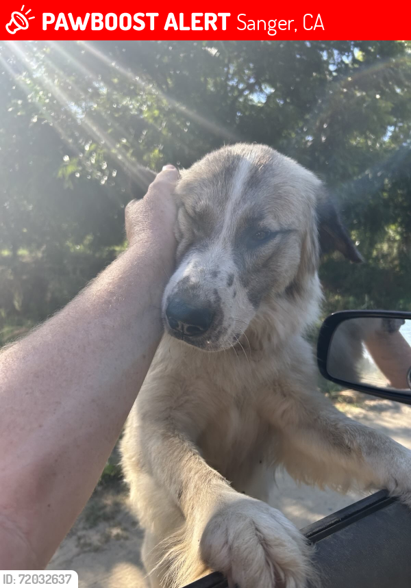 Lost Female Dog last seen E Annadale Ave and S Newmark Ave, Sanger, CA 93657