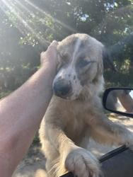 Lost Female Dog last seen E Annadale Ave and S Newmark Ave, Sanger, CA 93657