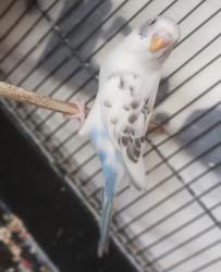 Lost Male Bird last seen Stadium dr. Near Glenwood ave , Boardman, OH 44512