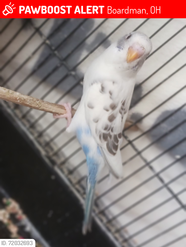 Lost Male Bird last seen Stadium dr. Near Glenwood ave , Boardman, OH 44512